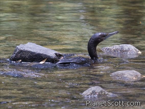 Little Black Cormorant (Phalacrocorax sulcirostris)