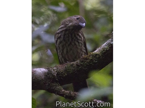 Tooth-billed Bowerbird (Scenopoeetes dentirostris)