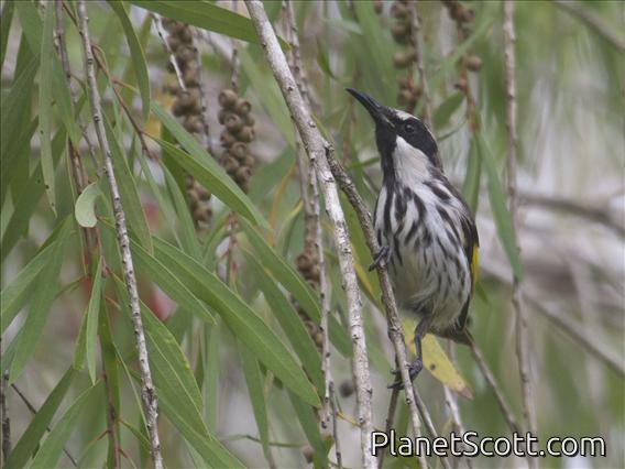 White-cheeked Honeyeater (Phylidonyris niger)