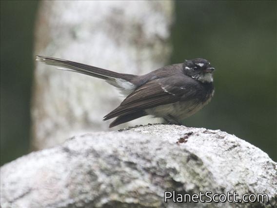 Gray Fantail (Rhipidura albiscapa)
