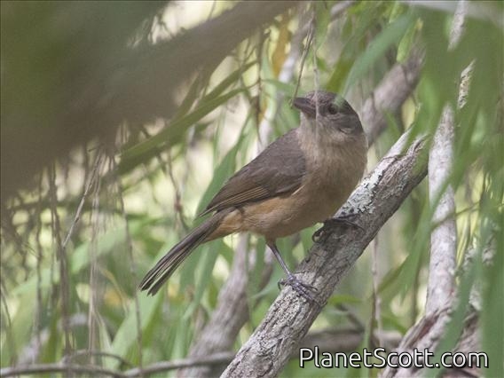 Rufous Shrike-thrush (Colluricincla megarhyncha)