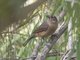 Little Shrikethrush (Colluricincla megarhyncha)