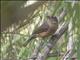 Rufous Shrike-thrush (Colluricincla megarhyncha)