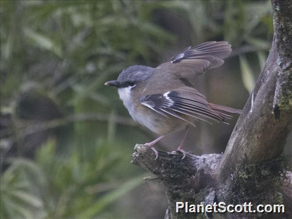 Gray-headed Robin (Heteromyias cinereifrons)