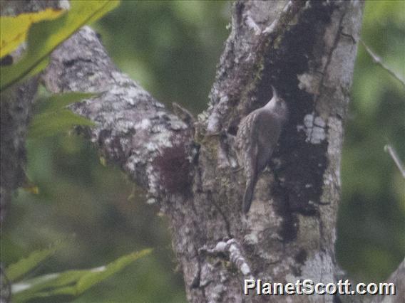 White-throated Treecreeper (Cormobates leucophaea)