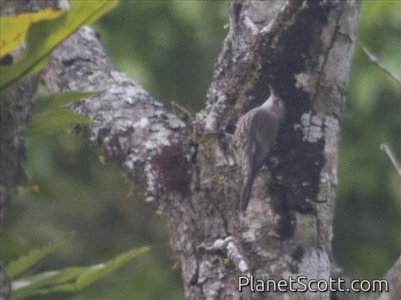 White-throated Treecreeper (Cormobates leucophaea)