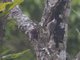 White-throated Treecreeper (Cormobates leucophaea)