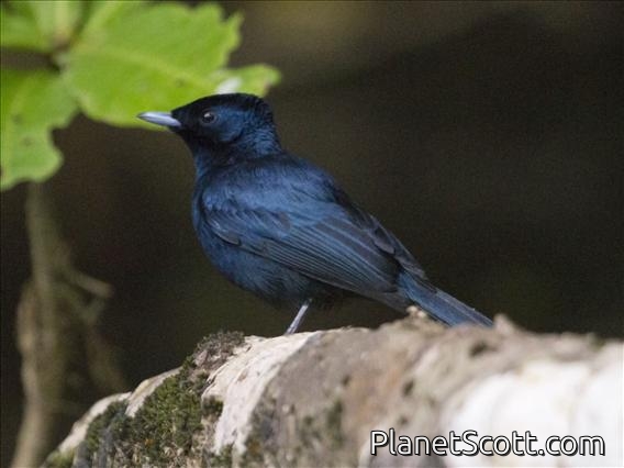 Shining Flycatcher (Myiagra alecto)