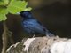 Shining Flycatcher (Myiagra alecto)