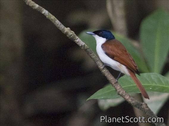 Shining Flycatcher (Myiagra alecto) - Female