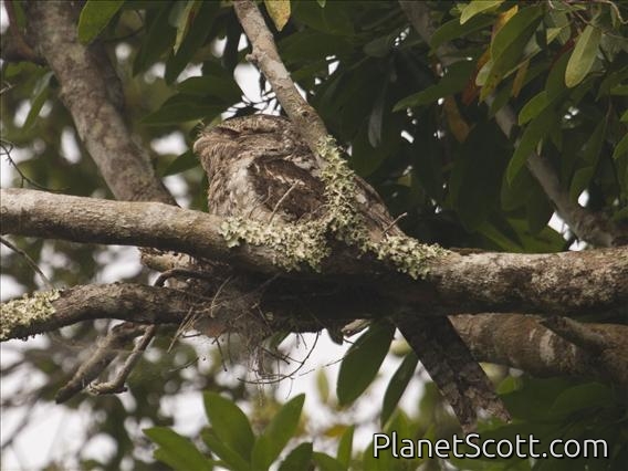 Papuan Frogmouth (Podargus papuensis)