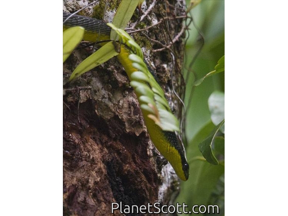 Common Tree Snake (Dendrelaphis punctulatus)