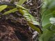 Common Tree Snake (Dendrelaphis punctulatus)