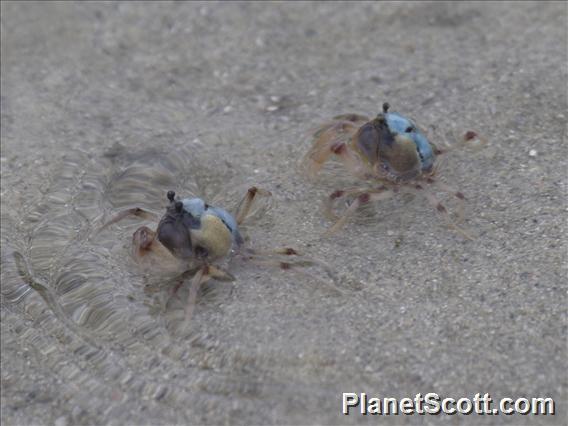 Light-blue Soldier Crab (Mictyris longicarpus)