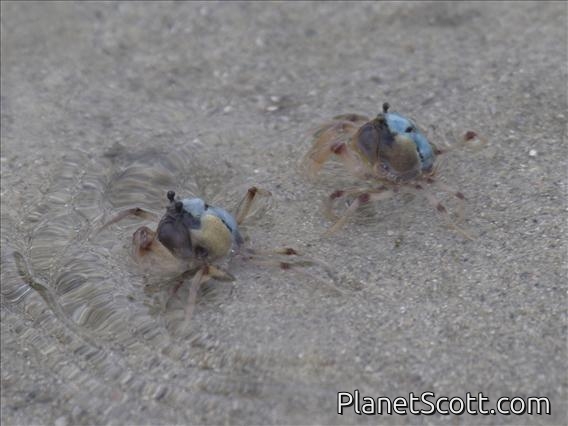 Light-blue Soldier Crab (Mictyris longicarpus)