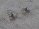 Light-blue Soldier Crab (Mictyris longicarpus)