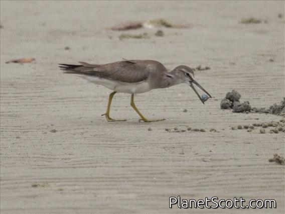 Gray-tailed Tattler (Tringa brevipes)