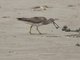 Gray-tailed Tattler (Tringa brevipes)