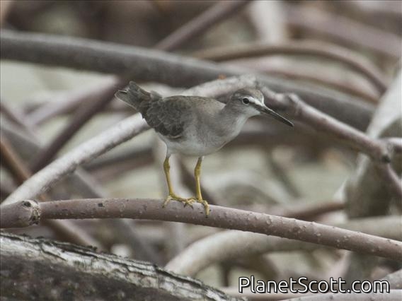 Gray-tailed Tattler (Tringa brevipes)