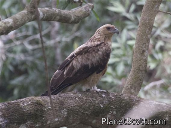 Whistling Kite (Haliastur sphenurus)