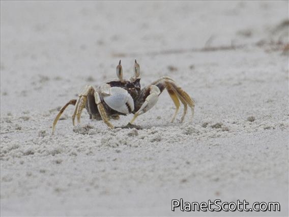 Horned Ghost Crab (Ocypode ceratophthalmus)