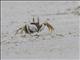 Horned Ghost Crab (Ocypode ceratophthalmus)