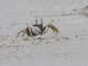 Horned Ghost Crab (Ocypode ceratophthalmus)