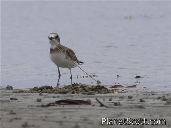 Siberian Sand Plover (Charadrius mongolus)
