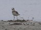 Siberian Sand Plover (Charadrius mongolus)