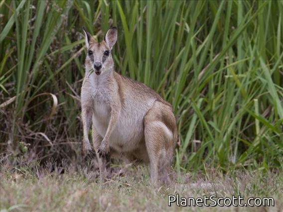 Agile Wallaby (Macropus agilis)