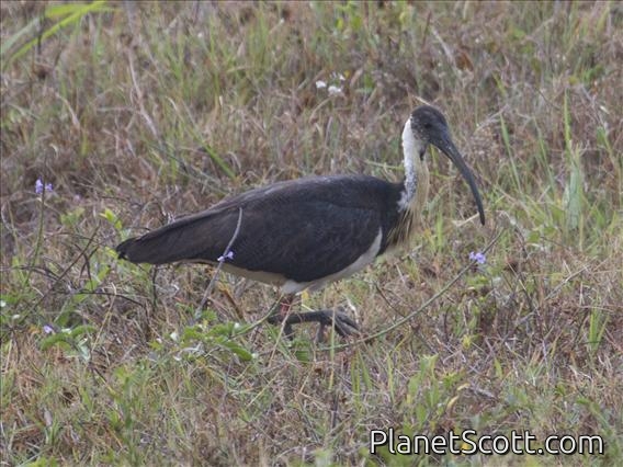 Straw-necked Ibis (Threskiornis spinicollis)