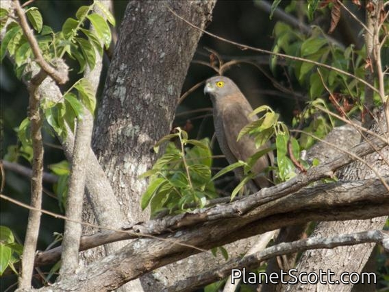 Brown Goshawk (Tachyspiza fasciata)