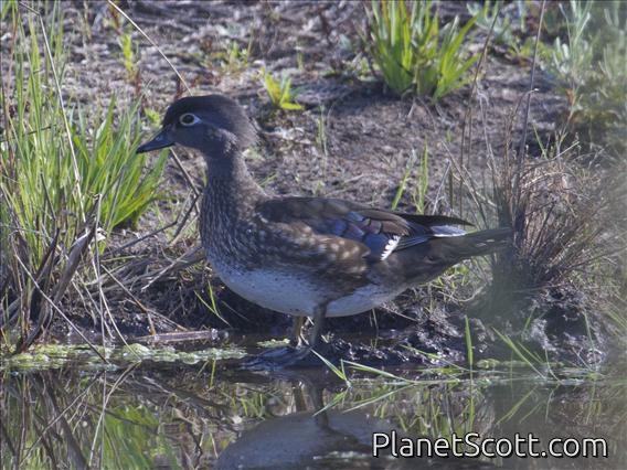 Wood Duck (Aix sponsa) - Female
