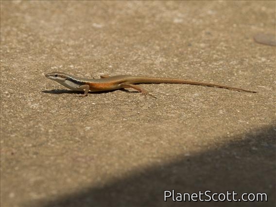 Six-toothed Rainbow-skink (Carlia sexdentata)