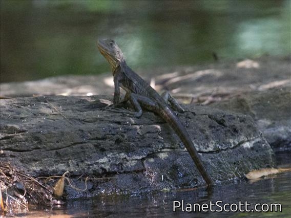 Australian Water Dragon (Physignathus lesueurii)