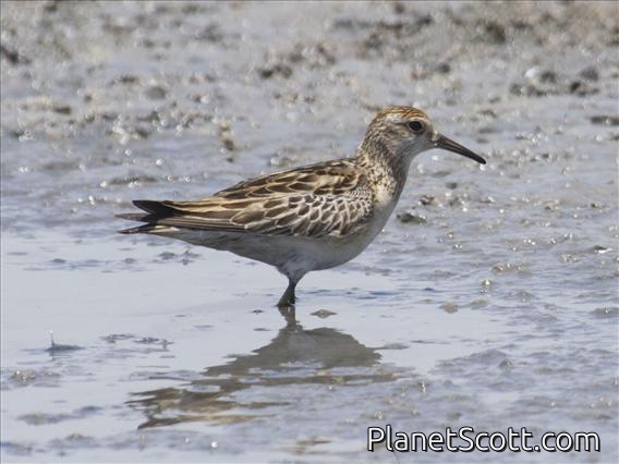 Sharp-tailed Sandpiper (Calidris acuminata)
