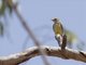 Lemon-bellied Flycatcher (Microeca flavigaster)