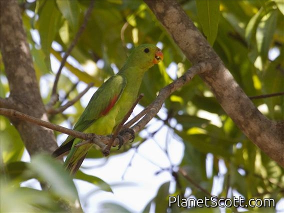 Red-winged Parrot (Aprosmictus erythropterus)