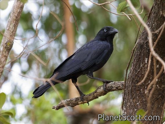Torresian Crow (Corvus orru)
