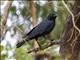 Torresian Crow (Corvus orru)