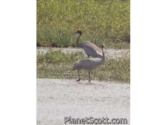 Sarus Crane (Antigone antigone)