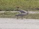 Sarus Crane (Antigone antigone)