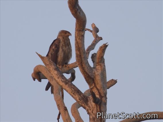 Whistling Kite (Haliastur sphenurus)