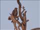Whistling Kite (Haliastur sphenurus)