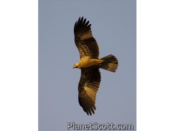 Whistling Kite (Haliastur sphenurus) In Flight