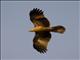 Whistling Kite (Haliastur sphenurus) In Flight