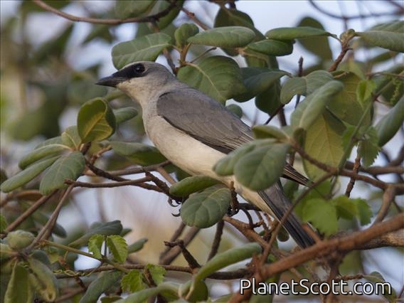 White-bellied Cuckooshrike (Coracina papuensis)