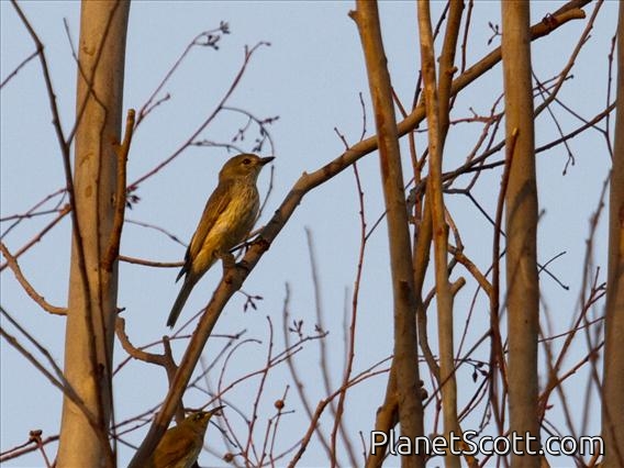 Rufous Whistler (Pachycephala rufiventris) - Female