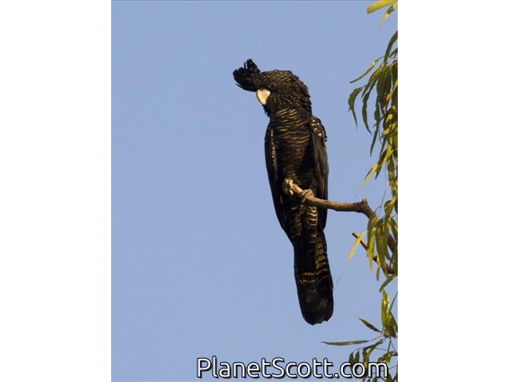 Red-tailed Black-Cockatoo (Calyptorhynchus banksii)