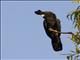 Red-tailed Black-Cockatoo (Calyptorhynchus banksii)